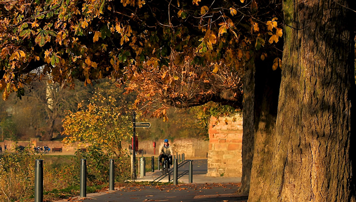 Autumn tree by riverside
